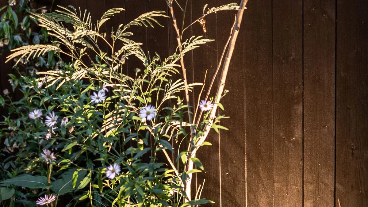 Kindvriendelijke binnentuin bij B&B Huyze Huyghe