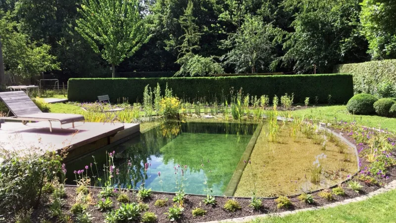 Natuurlijke zwemvijver met beplante filterzone en houten vlonder in een groene tuin